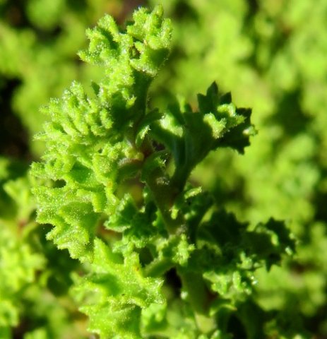 Pelargonium crispum leaves up close