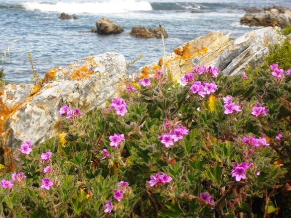 Pelargonium cucullatum