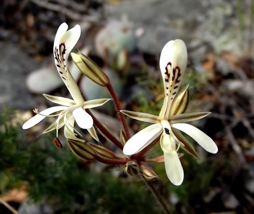 Pelargonium curviandrum flowers