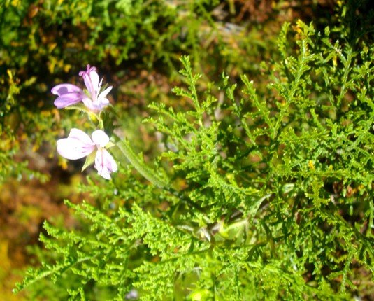Pelargonium denticulatum