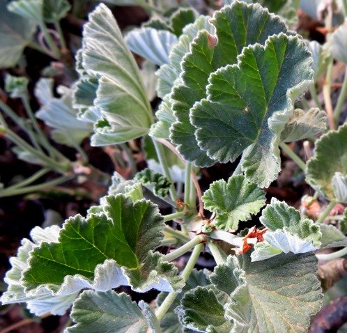 Pelargonium echinatum, the bobbejaan-t&#039;neitjie