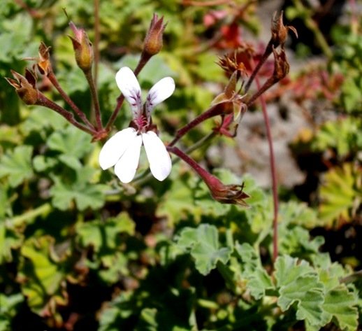 Pelargonium fragrans, a cultivar