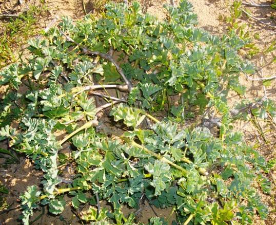 Pelargonium gibbosum leaves