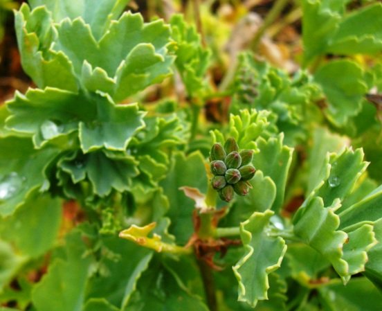 Pelargonium gibbosum