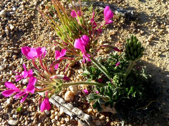 Pelargonium incrassatum flowering events
