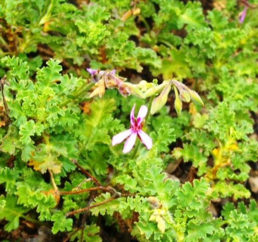 Pelargonium ionidiflorum