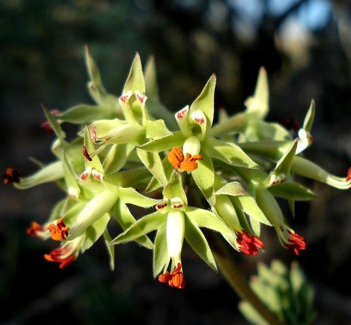Pelargonium leipoldtii umbel