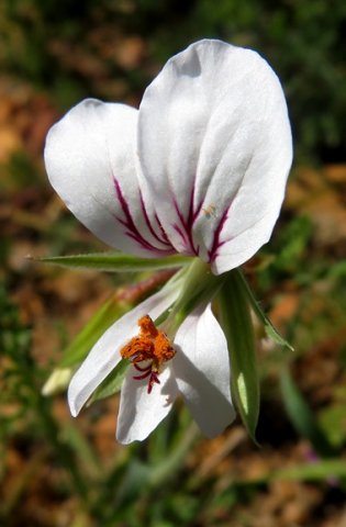 Pelargonium longicaule flower