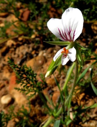 Pelargonium longicaule