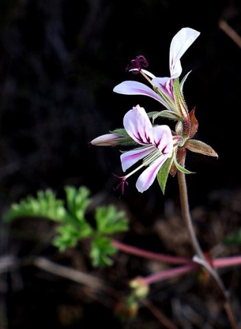 Pelargonium myrrhifolium var. myrrhifolium flowers