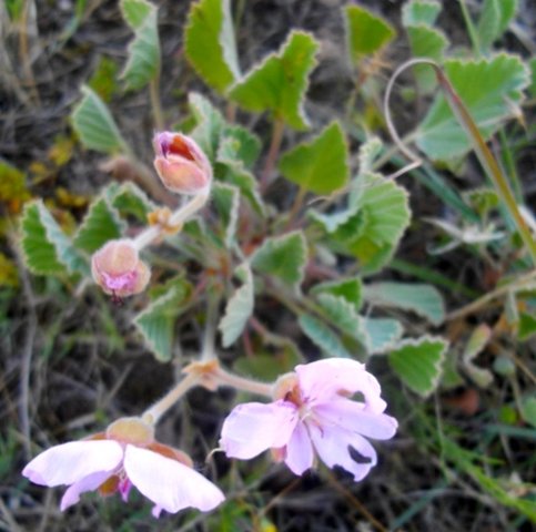 Pelargonium ovale subsp. ovale buds and flowers
