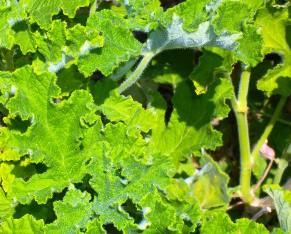 Pelargonium panduriforme