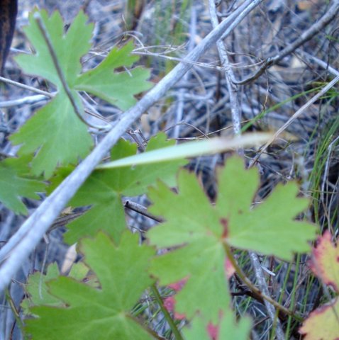 Pelargonium patulum leaves