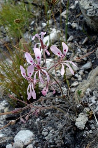 Pelargonium pinnatum inflorescence