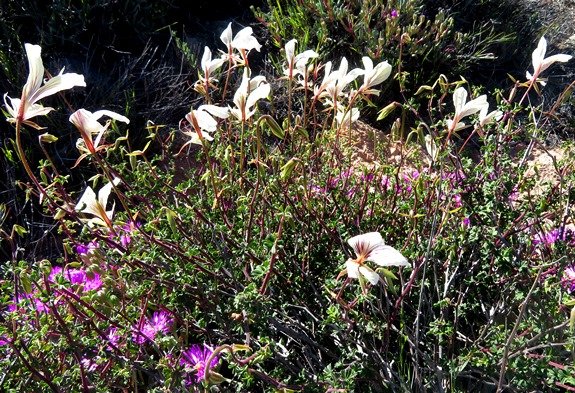 Pelargonium praemorsum subsp. praemorsum
