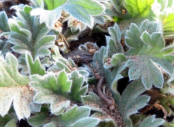 Pelargonium pulchellum leaves