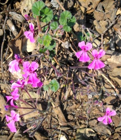 Pelargonium reniforme