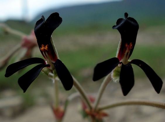 Pelargonium sidoides flowers showing anthers