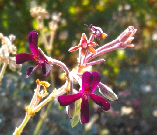Pelargonium sidoides flowers