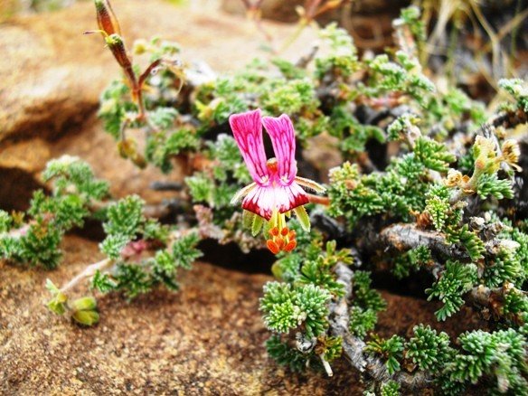 Pelargonium griseum