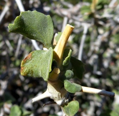 Pelargonium spinosum new spines