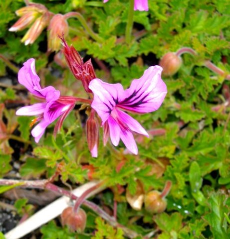 Pelargonium suburbanum subsp. suburbanum