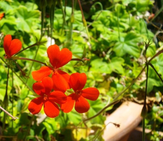 Pelargonium tongaense
