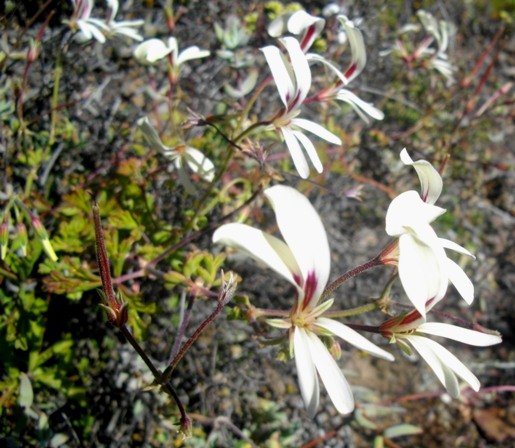 Pelargonium trifidum