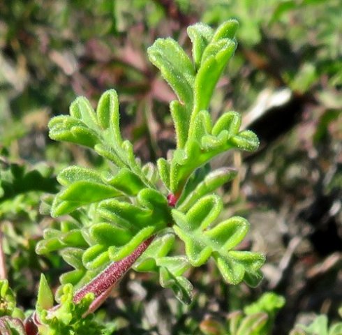 Pelargonium trifidum new leaves