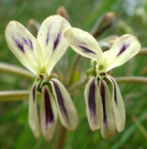 Pelargonium triste flowers