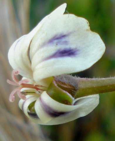 Pelargonium triste stigma branches twisting
