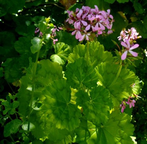 Pelargonium zonale