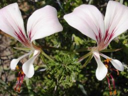 Pelargonium tetragonum