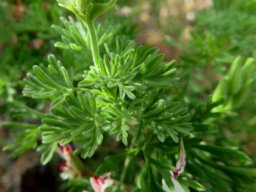 Pelargonium abrotanifolium leaves
