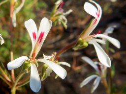 Pelargonium abrotanifolium flowers