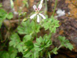 Pelargonium ranunculophyllum flower