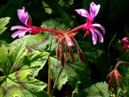 Pelargonium alchemilloides pseudo-umbel