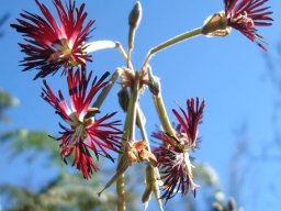 Pelargonium bowkeri friendly or not?