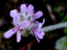 Pelargonium capitatum cute colour