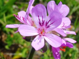 Pelargonium capitatum flowers