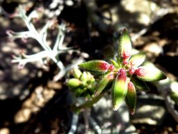 Pelargonium carnosum subsp. carnosum bud umbel from above