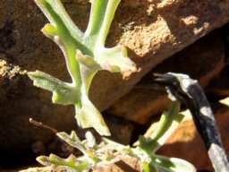 Pelargonium carnosum subsp. carnosum leaf