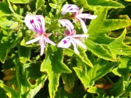 Pelargonium citronellum