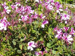 Pelargonium betulinum