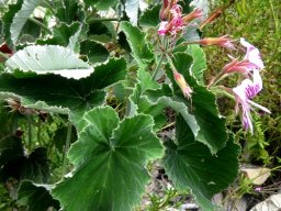 Pelargonium cordifolium leaves