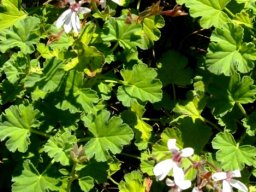 Pelargonium coronopifolium &quot;fragrans&quot;