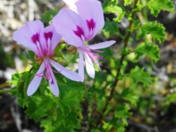 Pelargonium crispum at Greyton
