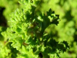 Pelargonium crispum leaves up close