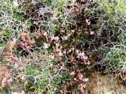 Pelargonium crithmifolium covered in old flower stalks