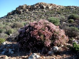 Pelargonium crithmifolium rounded shrub in habitat